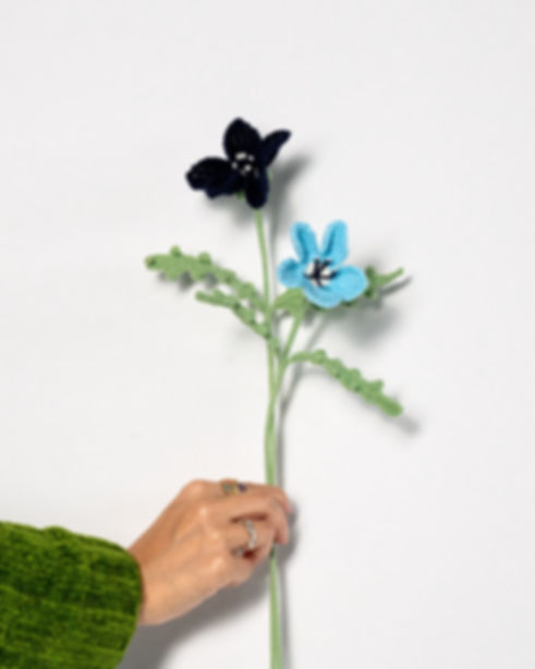 Baby Blue Eyes (Nemophila)