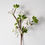 Miniature : Pear Blossom