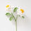 Miniature : Gardenia