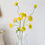 Miniature : Chamomile