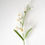 Thumbnail: Freesia