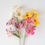 Miniature : Primrose