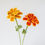 Miniature : Marigold