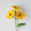 Miniature : Primrose