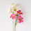 Miniature : Primrose