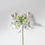 Miniature : Snowball (Guelder Rose)