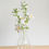 Miniature : Hosta