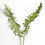 Thumbnail: Sword Fern