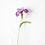 Miniature : Iris