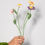 Miniature : Marguerite