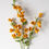 Miniature : Bougainvillea(set of 3 stems)