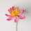 Miniature : Rose Equateur