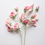 Miniature : Sweet Pea