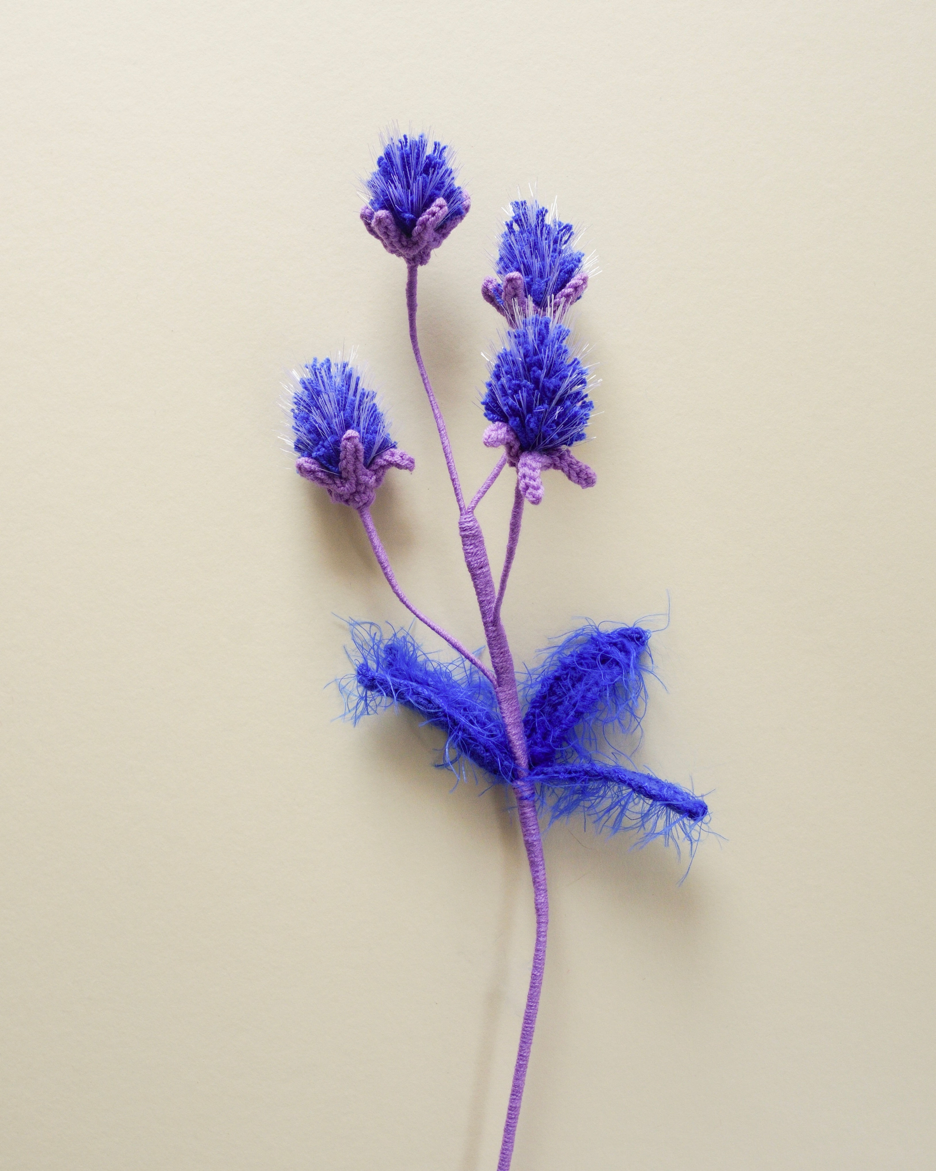 Sea Holly/Thistle Eryngo