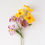 Miniature : Primrose
