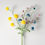 Miniature : Chamomile