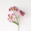 Miniature : Primrose