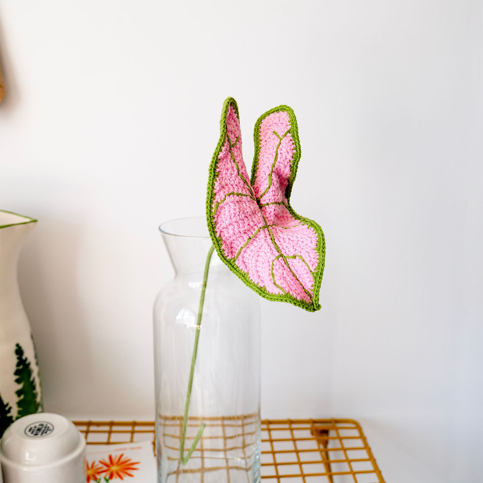 Miniature : Colocasia / Elephant Ear Plant