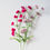 Miniature : Sea Lavender
