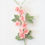 Miniature : Fleur de cerisier