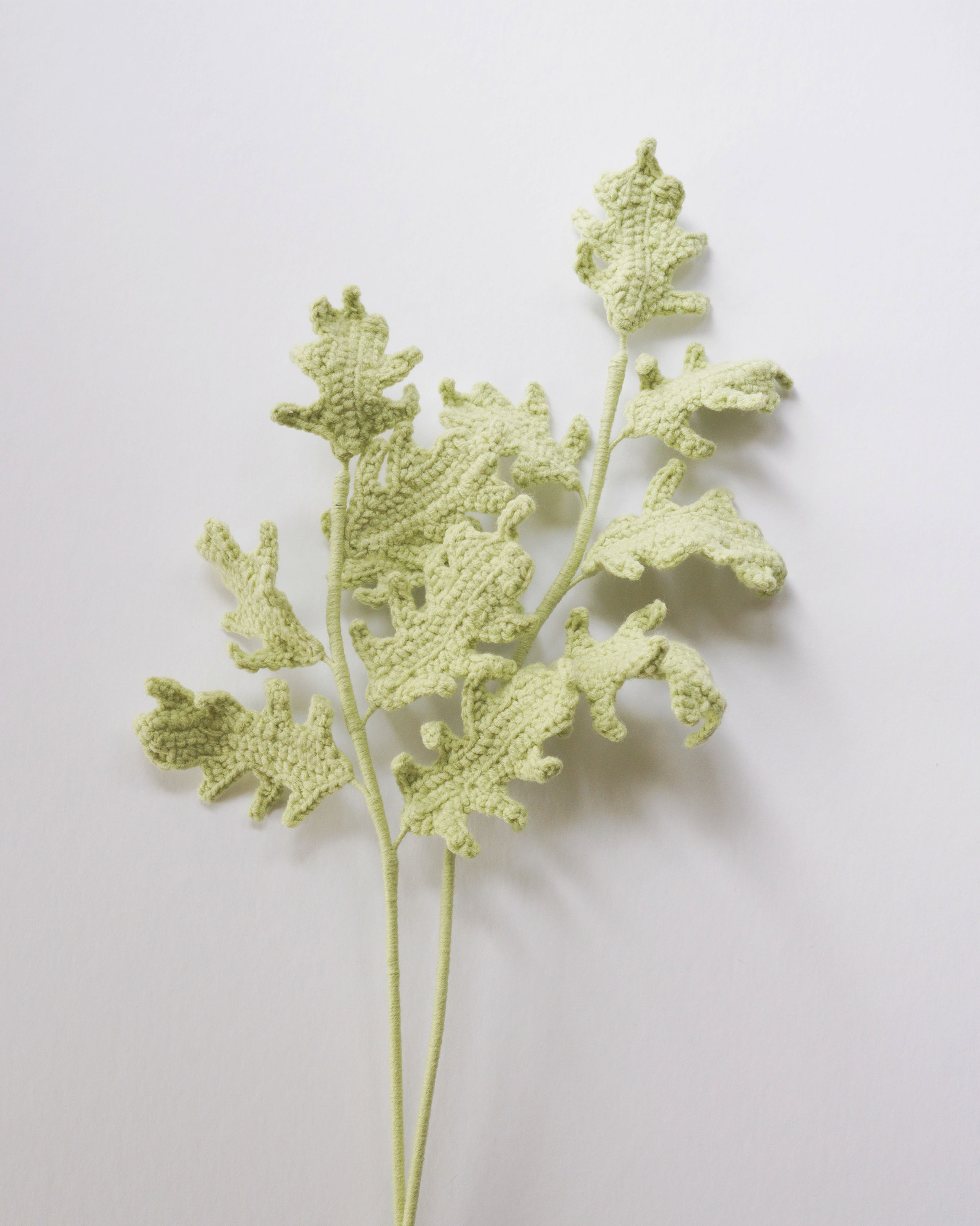 Silver Ragwort
