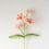 Miniature : Frangipani
