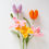 Miniature : Tulipe