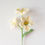 Miniature : Primrose