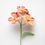 Miniature : Primrose