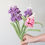 Miniature : Hyacinthus
