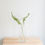 Miniature : Sword Fern