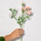 Thumbnail: Arabian Jasmine