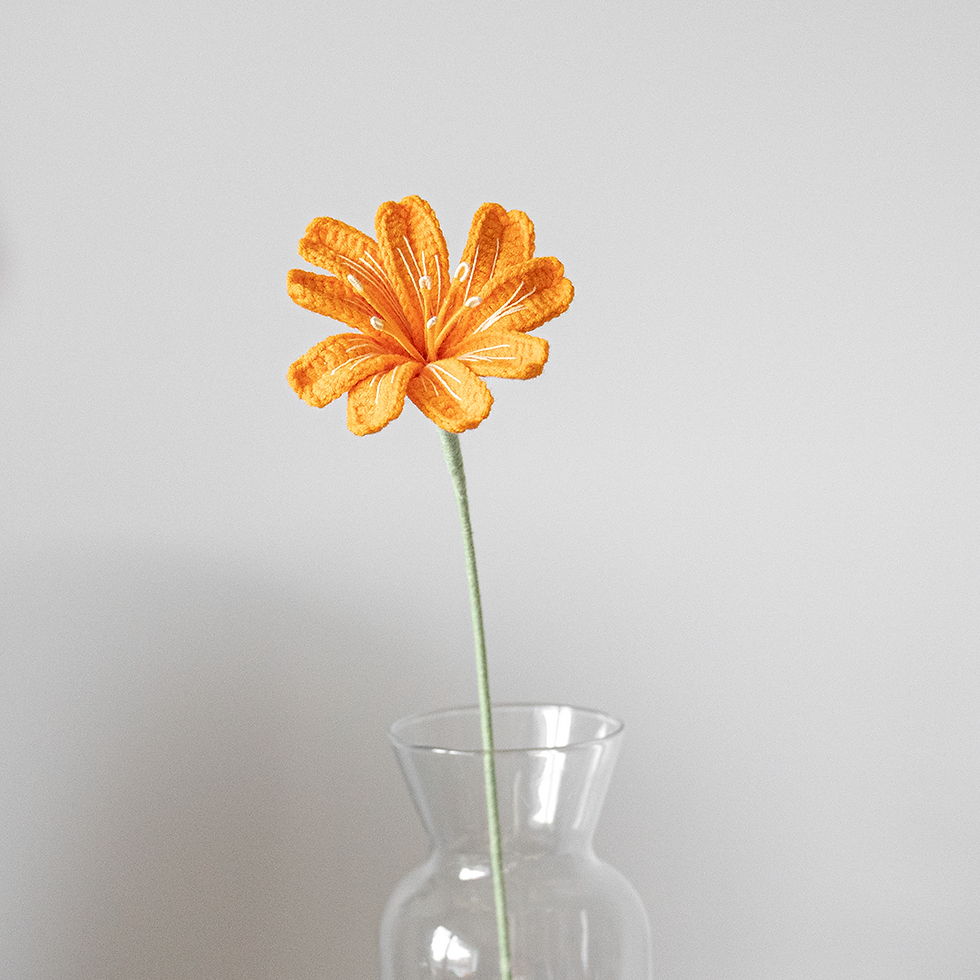 Miniature : Lewisia