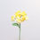 Miniature : Myosotis