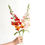 Miniature : Snapdragon