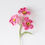 Miniature : Primrose