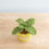 Miniature : Mint Pot