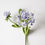 Miniature : Blue Lace