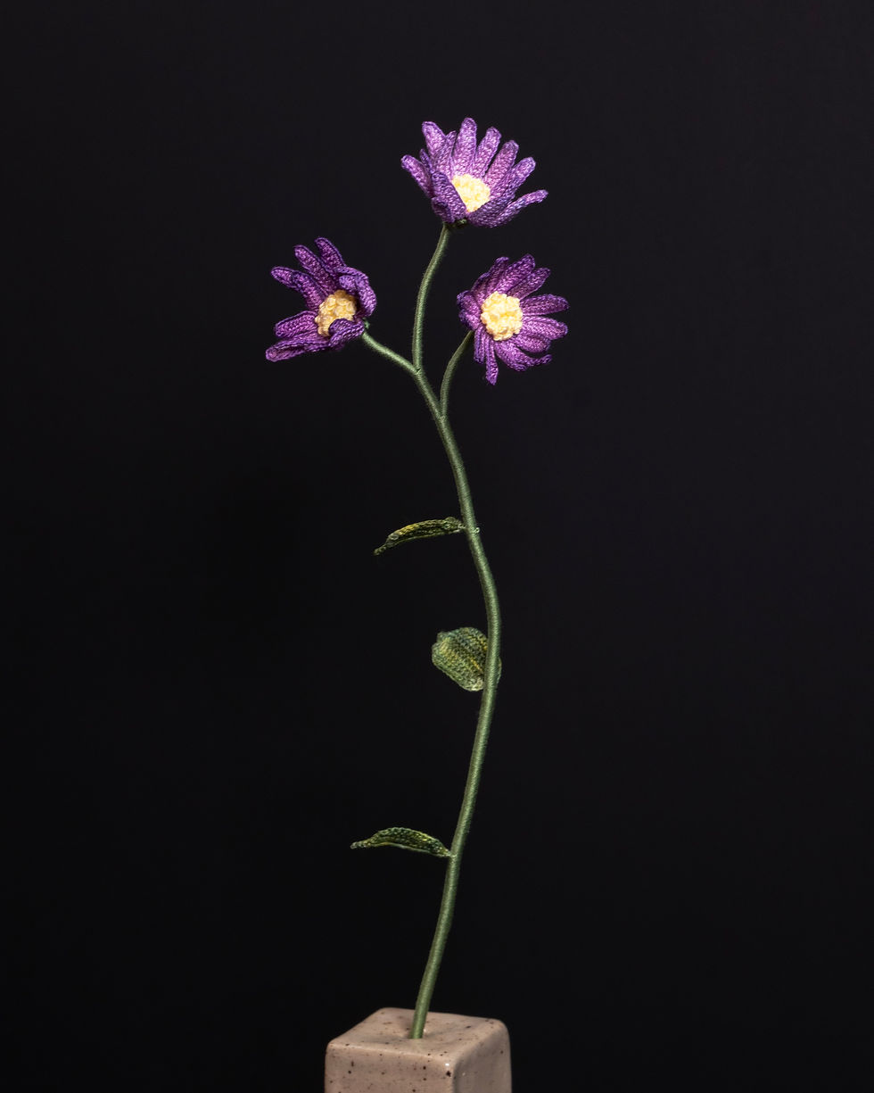 Thumbnail: Felicia Amelloides (Blue Daisy)