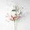 Miniature : Honeysuckle