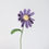 Miniature : Aster
