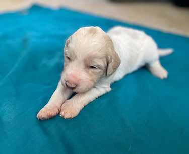 Cupid blue blanket.jpeg