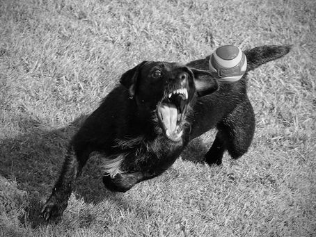 Dog Days...