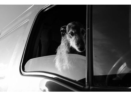 The Power of the Dog