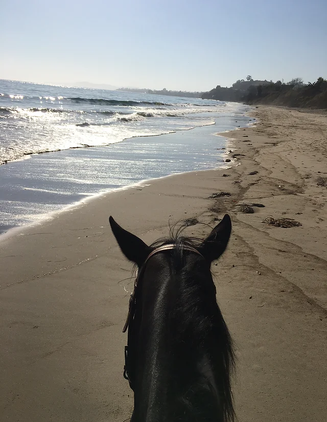 Horseback Riding Summerland Beach Rides United States Horseback Riding Summerland Beach