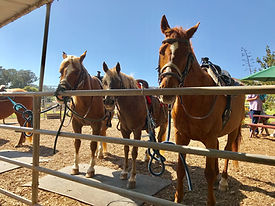 horses santa barbara