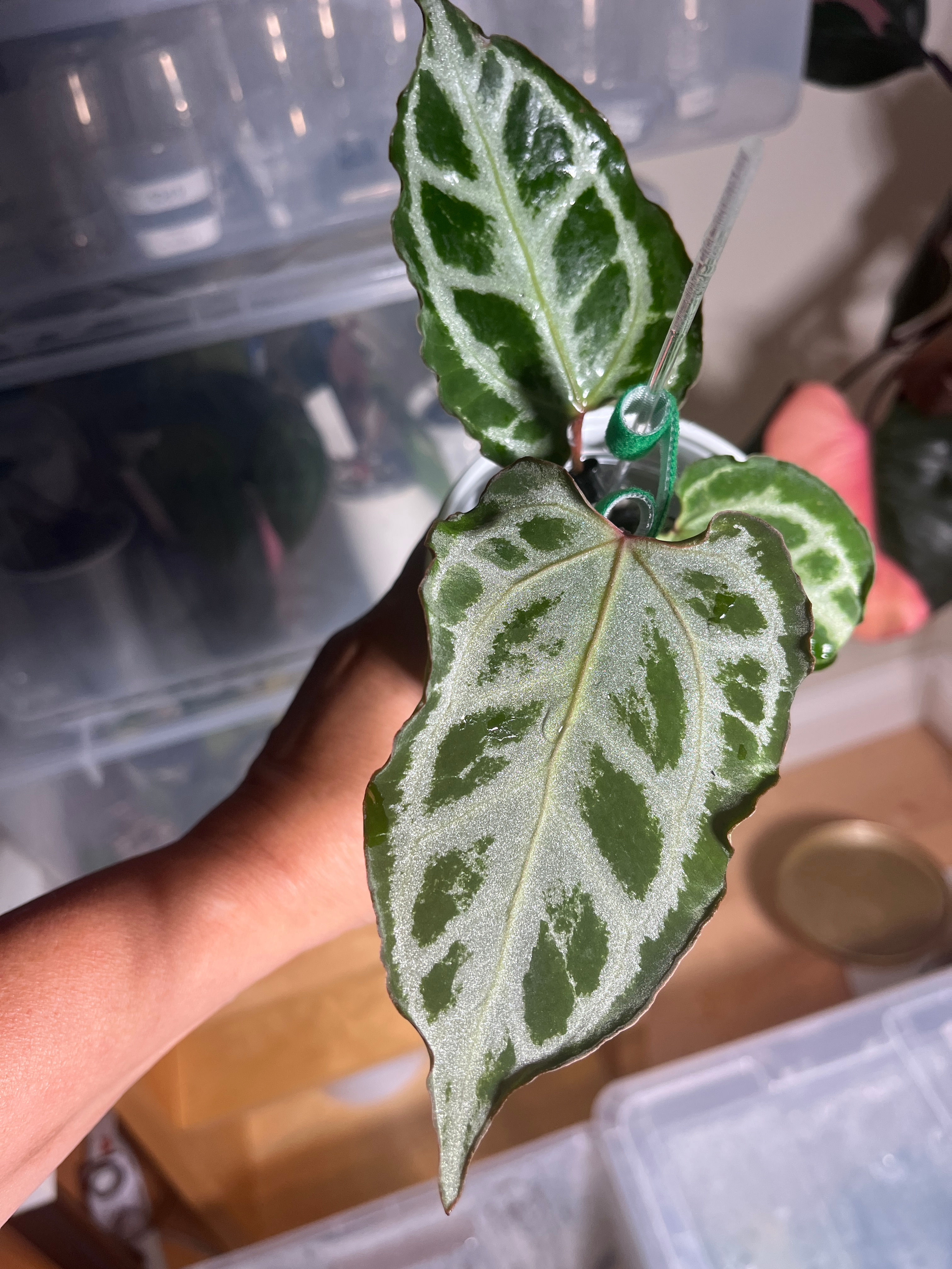 Rare Anthurium Muchlis x Red Crystallinum