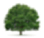 oak-tree-7507678.jpeg