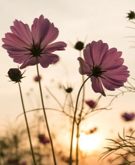 silhouette-pink-cosmos-flowers-garden_1357-51_edited_edited.jpg