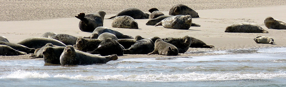 sylt-3807376_1920.jpg